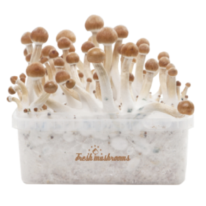 Magic Mushroom Grow Kits