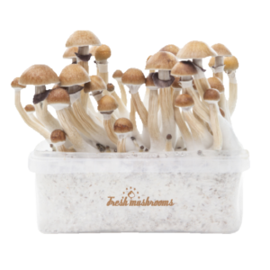 Buy Magic mushroom grow kit McKennaii XP by FreshMushrooms®